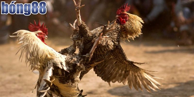 Khái niệm đá gà Malaysia trực tiếp