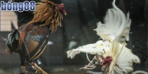 Lý do đá gà Malaysia thu hút người chơi