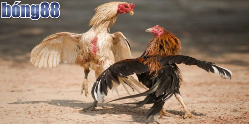 Các bước đơn giản tham gia đá gà